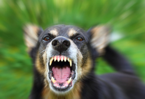 pitbull-growlingbreaking-up-a-dog-fight----pet-news-and-views-plzaqtla